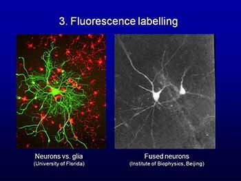 HOW WE STUDY BRAIN and BEHAVIOR