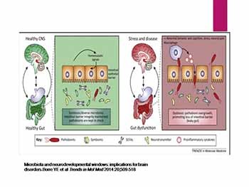 Gut-brain connections-What happens after TBI