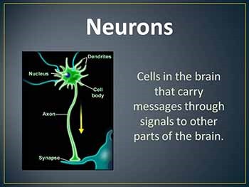 How do cells in the brain communicate