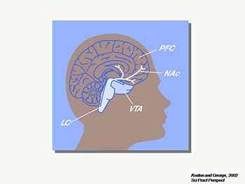 The Disease Model of Opioid Addiction