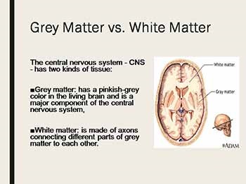 Grey matter in the brain