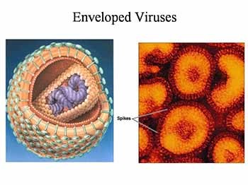 Introduction to Structural and Molecular Virology