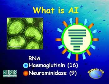 AVIAN INFLUENZA