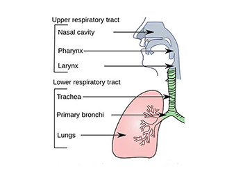 RESPIRATORY TRACT INFECTIONS