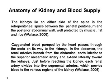 Anatomy of Kidney and Blood Supply