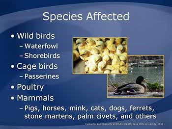 High Pathogenicity Avian Influenza