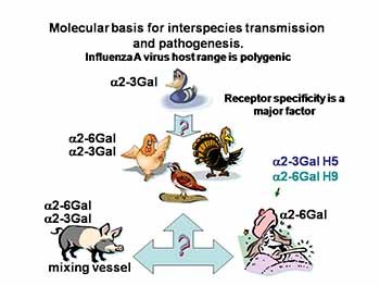 Virus Transmission-Understanding and Predicting Pandemic Risk