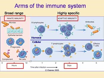 An introduction to Immunology