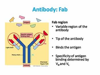 Introduction to the immune system