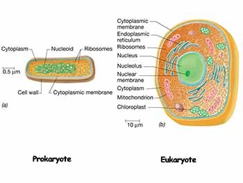 Introduction to Microbiology