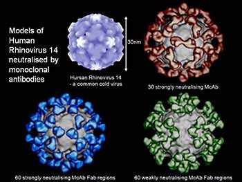 Structural Biology and Functions of Immunoglobulins