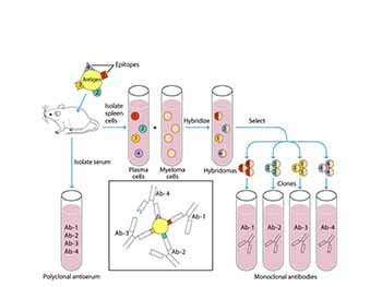 Antibodies-Structure And Function