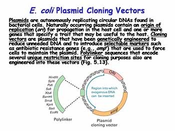 Molecular Genetic Techniques