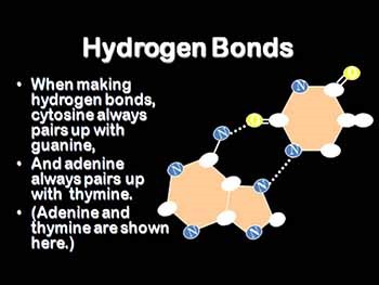 Meiosis Genetics and Heredity