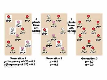 How does genetic structure change?