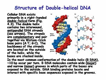 Basic Molecular Genetic Mechanisms