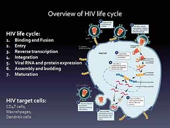 Pathogenesis of HIV disease and markers of progression