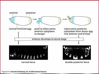 Pedigree Analysis and Developmental Genetics