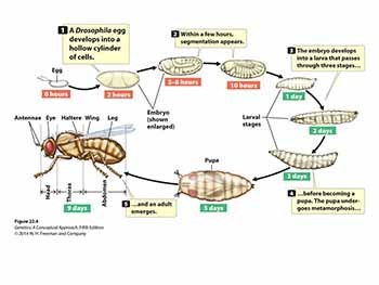 Developmental Genetics and Immunogenetics