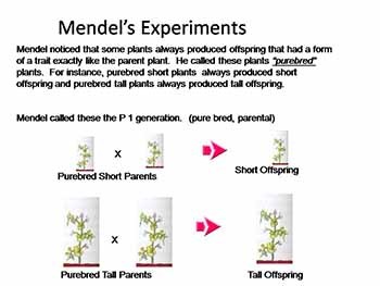 Classical (Mendelian) Genetics