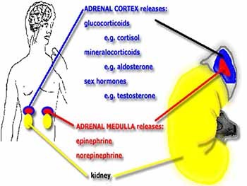 Steroids in oral and maxillo facial surgery