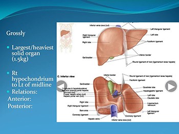 Liver-Anatomy & Examination Techniques