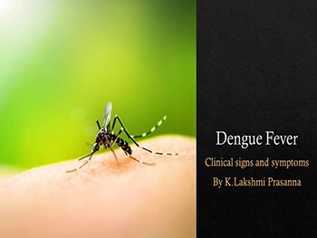 Dengue Fever