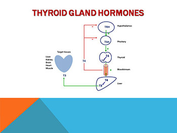 Disorders of Thyroid Function