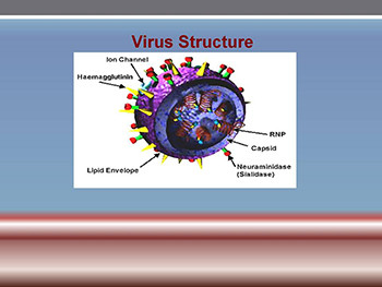 Influenza Viruses