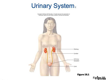 URINARY SYSTEM AND FLUID BALANCE