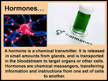 Endocrine System