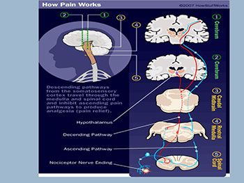 Pain and Drugs Used for Relief of Pain