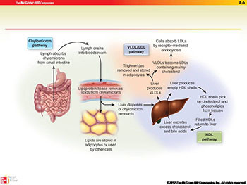 Hypolipidemic Drugs and plasma expanders