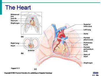 The Cardiovascular System