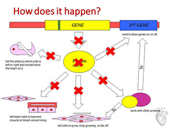 About Congenital Heart Disease