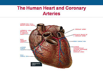 Early Heart Attack Care