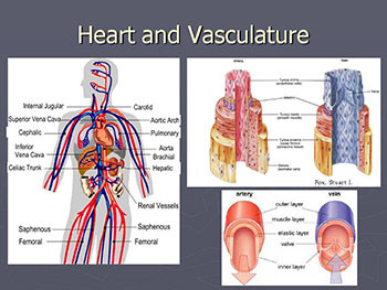 High Blood Pressure-Hypertension