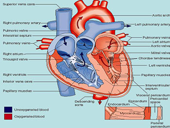 Drug acting on the Heart-Heart Failure 