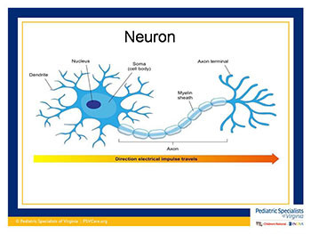 Clinical Pearls of Epilepsy