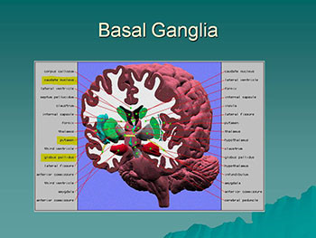 Movement Disorders