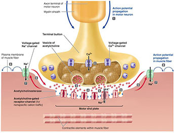 Neuromuscular Junction Physiology and Blocking Agents