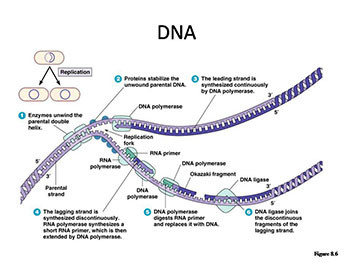 Bacterial Genetics