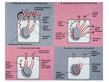 Molecular Basis of Cancer