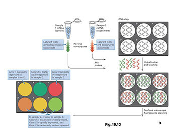 Genomics Proteomics and Genetic Engineering