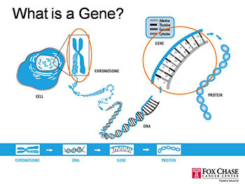 Genetics