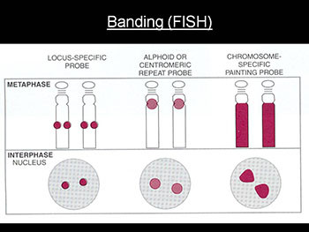 Basic Medical Genetics Concepts