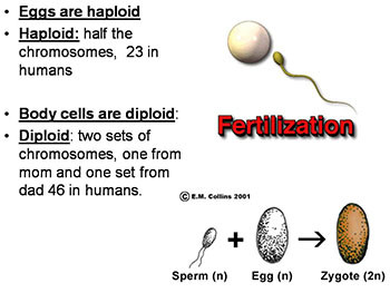 Genetic Engineering