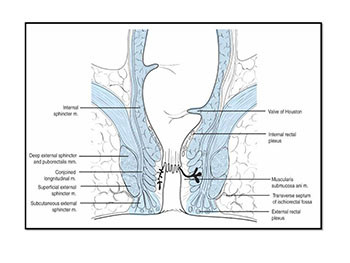 Rectum-Anatomy And Physiology Clinical Features Of Rectal Disease Examination Of Rectum Rectal Prolapse