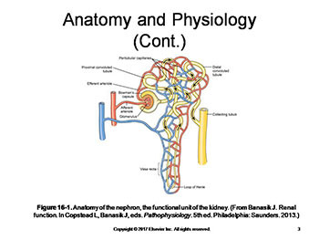 Acute Kidney Injury