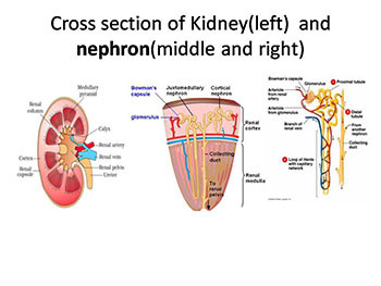 Acute Kidney Injury Generic Programme